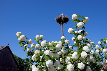 Image showing Stork nest with baby 