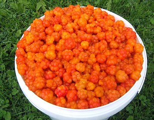 Image showing Cloudberries