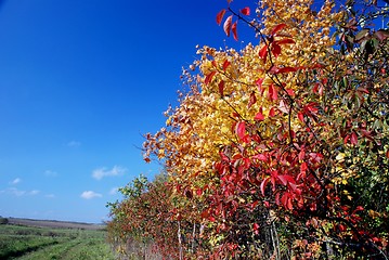Image showing Bright autumn colors 