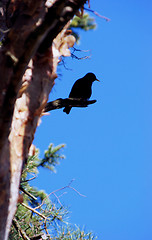 Image showing Black silhouette of starling 