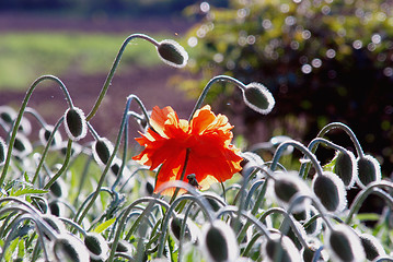 Image showing Poppies buds 