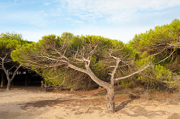 Image showing Windswept trees