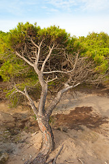 Image showing Windswept trees