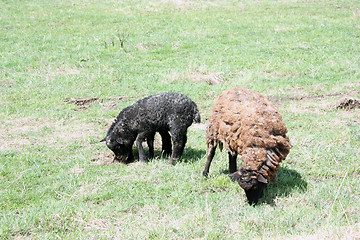 Image showing Suffolk baby sheep with mother sheep on the farm