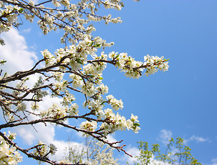 Image showing apple blossom close-up. White flowers