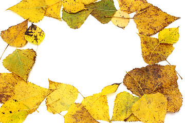 Image showing Yellow leaves