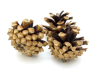 Image showing Pine cones