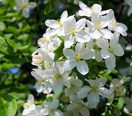 Image showing apple blossom close-up. White flowers