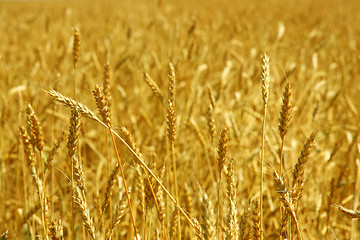 Image showing Yellow grain ready for harvest growing in a farm field