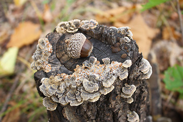 Image showing Autumn acorns
