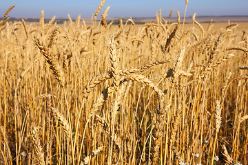 Image showing Wheat field against a blue sky