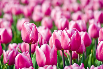 Image showing Tulips with selected focus