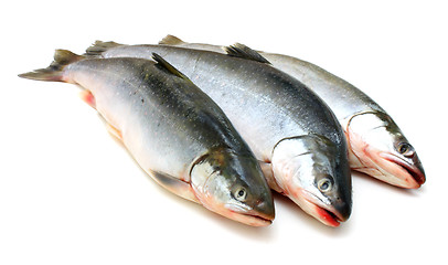 Image showing Fresh fish