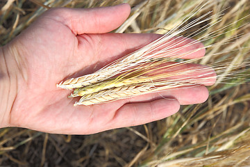 Image showing Wheat and hands