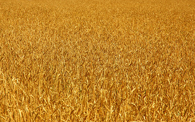 Image showing Yellow grain ready for harvest growing in a farm field