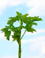 Image showing fresh leaf herb parsley  on sky