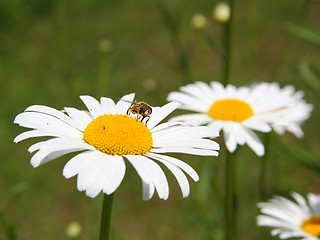 Image showing concept of sunny spring with flowers and bee