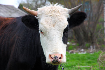 Image showing head cow (bull) horns