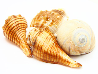 Image showing Sea shell with reflection on white background