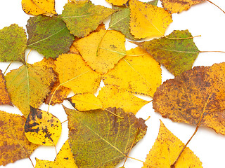 Image showing Yellow leaves