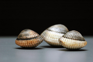 Image showing Shells