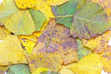 Image showing Yellow leaves