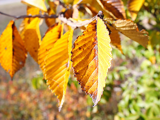 Image showing Beautiful autumn time