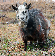 Image showing bearded goat 