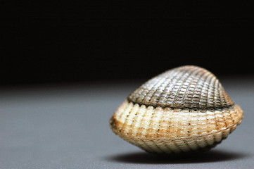 Image showing Shell