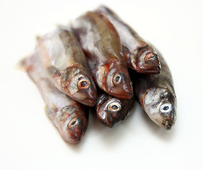 Image showing Capelin fish isolated on the white background