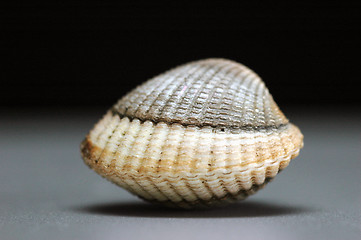 Image showing Shell