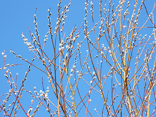 Image showing willow branch against the blue sky 