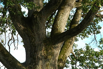 Image showing Old oak tree