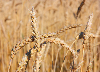 Image showing Fields of wheat