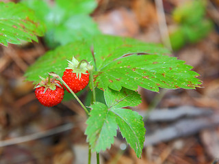 Image showing strawberries closeup with green leaves