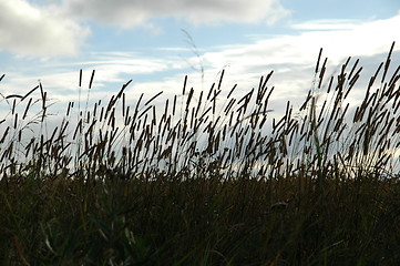 Image showing Grass against evening sky