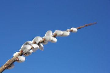 Image showing willow branch against the blue sky