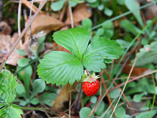 Image showing strawberries closeup with green leaves