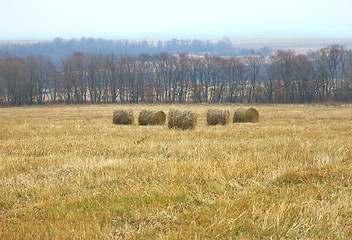 Image showing Rolls of fresh hay 