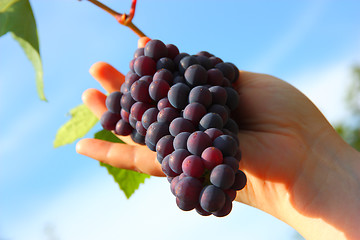 Image showing hand holding grape clusters against blue sky