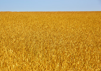 Image showing Yellow grain ready for harvest growing in a farm field