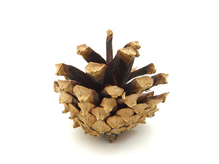 Image showing Pine cones 