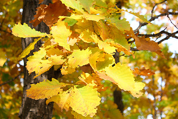 Image showing Beautiful autumn time