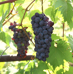 Image showing Blue grape with green leaf