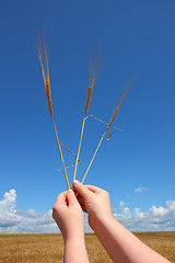 Image showing hand holding ears of wheat against blue sky