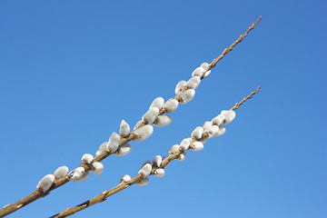 Image showing willow branch against the blue sky 