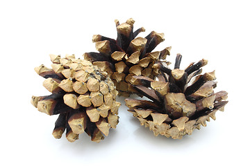 Image showing Pine cones 