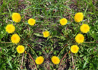 Image showing heart made of yellow dandelions on green grass