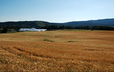 Image showing Cornfield