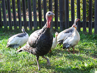 Image showing Turkey with neck extended closeup